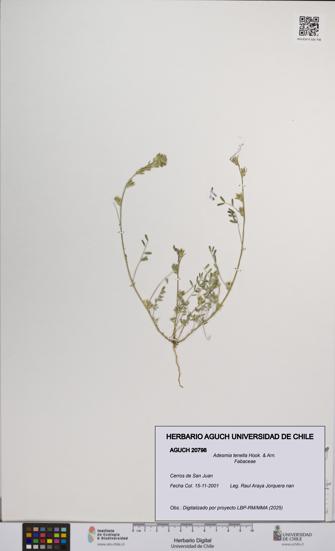 Adesmia tenella [Espécimen: UCH:AGUCH:0020798]