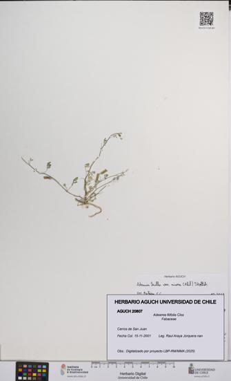Adesmia filifolia [Espécimen: UCH:AGUCH:0020807]