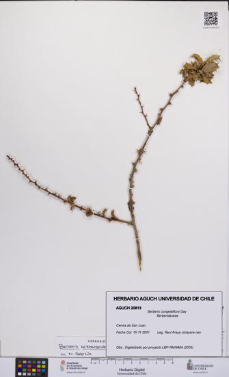 Berberis congestiflora [Espécimen: UCH:AGUCH:0020813]