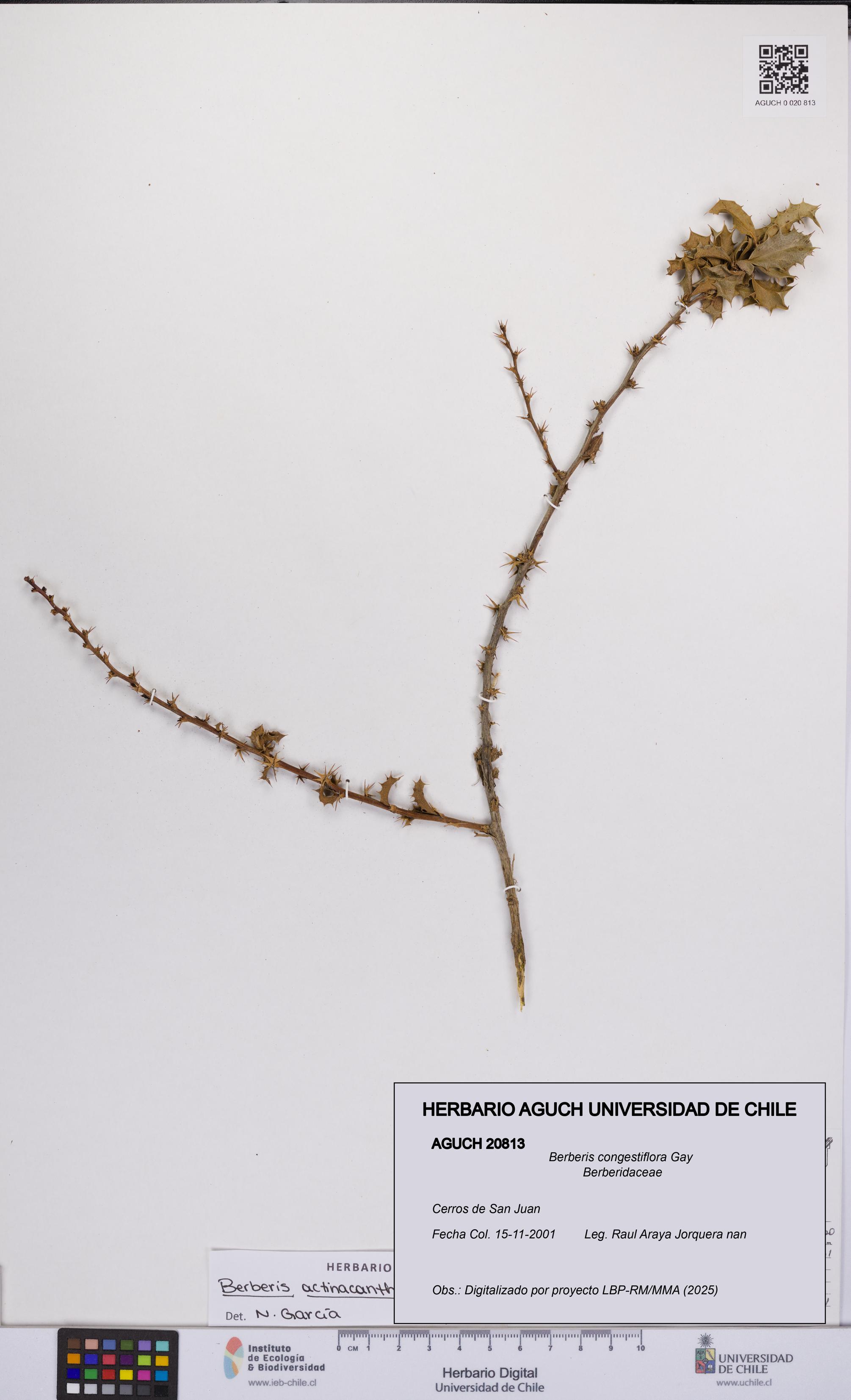Berberis congestiflora [Espécimen: UCH:AGUCH:0020813]