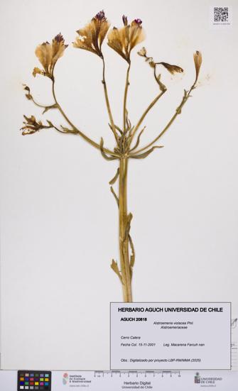 Alstroemeria violacea [Espécimen: UCH:AGUCH:0020818]