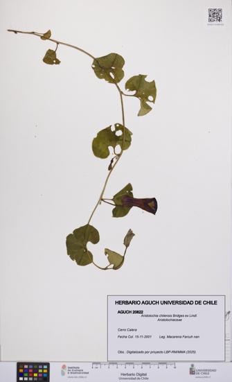 Aristolochia chilensis [Espécimen: UCH:AGUCH:0020822]