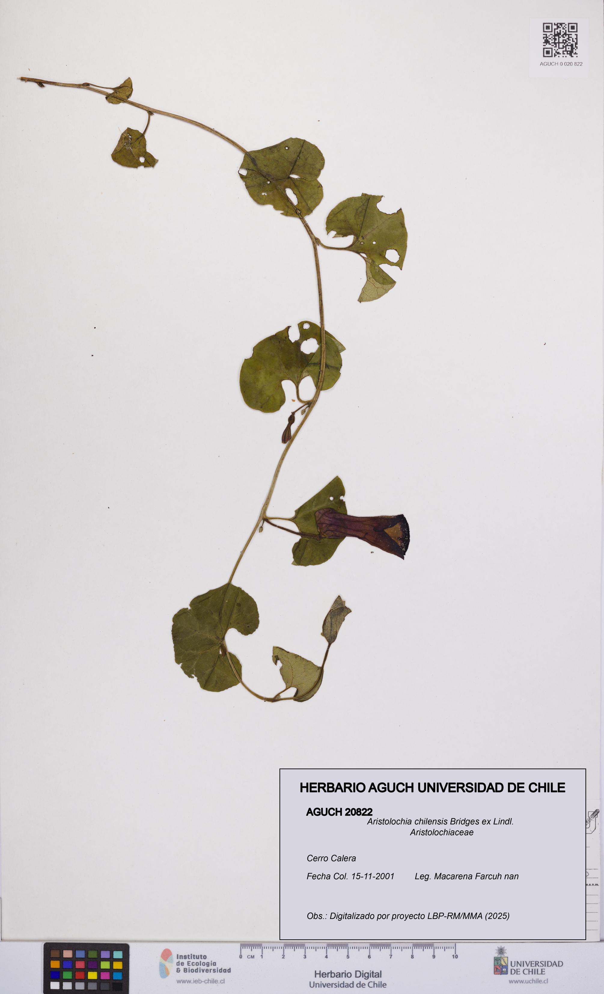 Aristolochia chilensis [Espécimen: UCH:AGUCH:0020822]