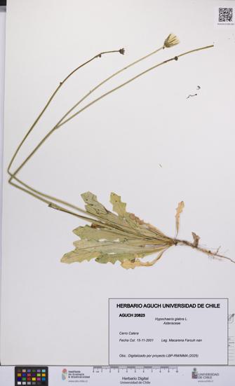 Hypochaeris glabra [Espécimen: UCH:AGUCH:0020823]