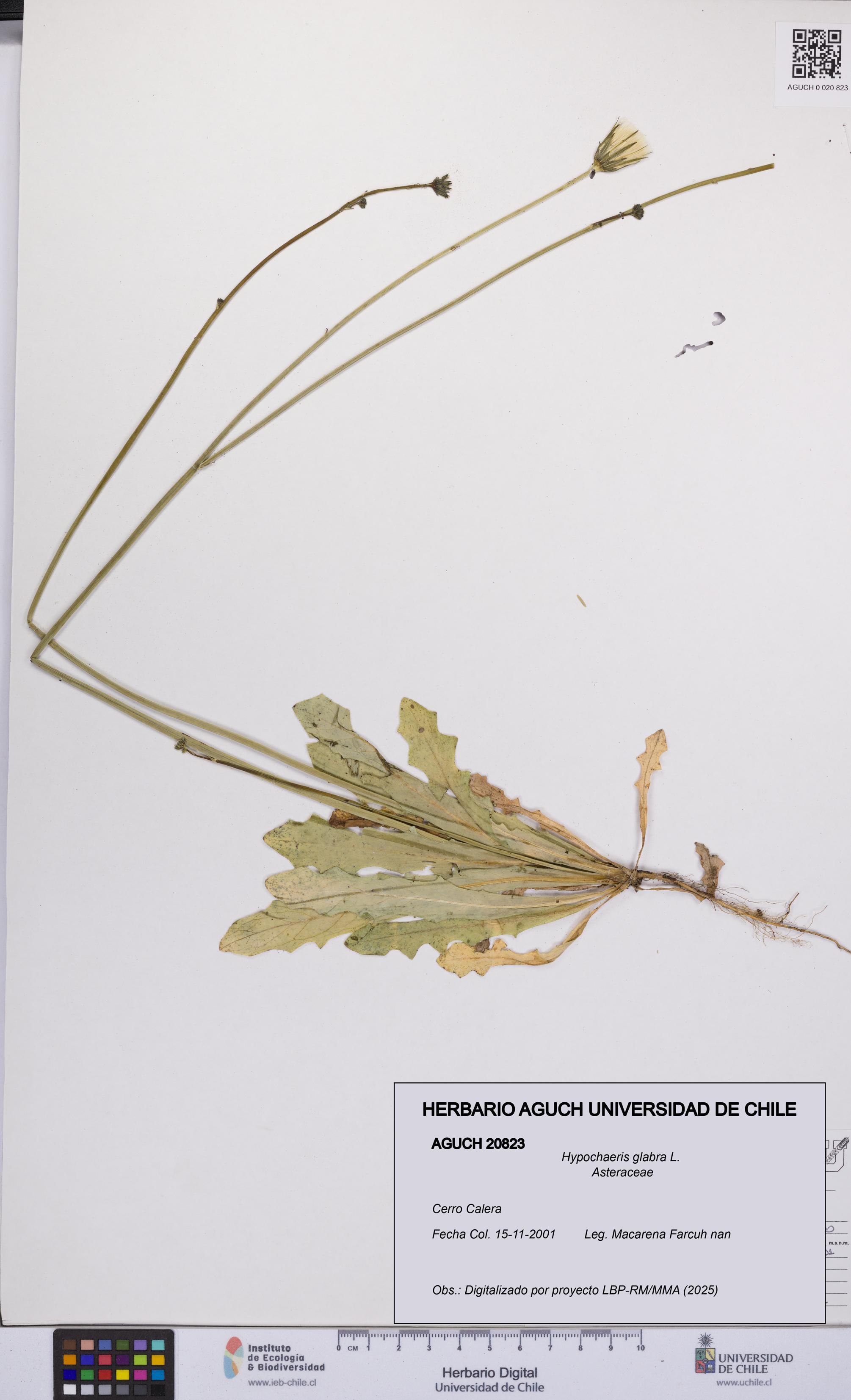Hypochaeris glabra [Espécimen: UCH:AGUCH:0020823]