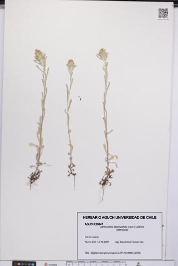 Gamochaeta stachydifolia [Espécimen: UCH:AGUCH:0020847]