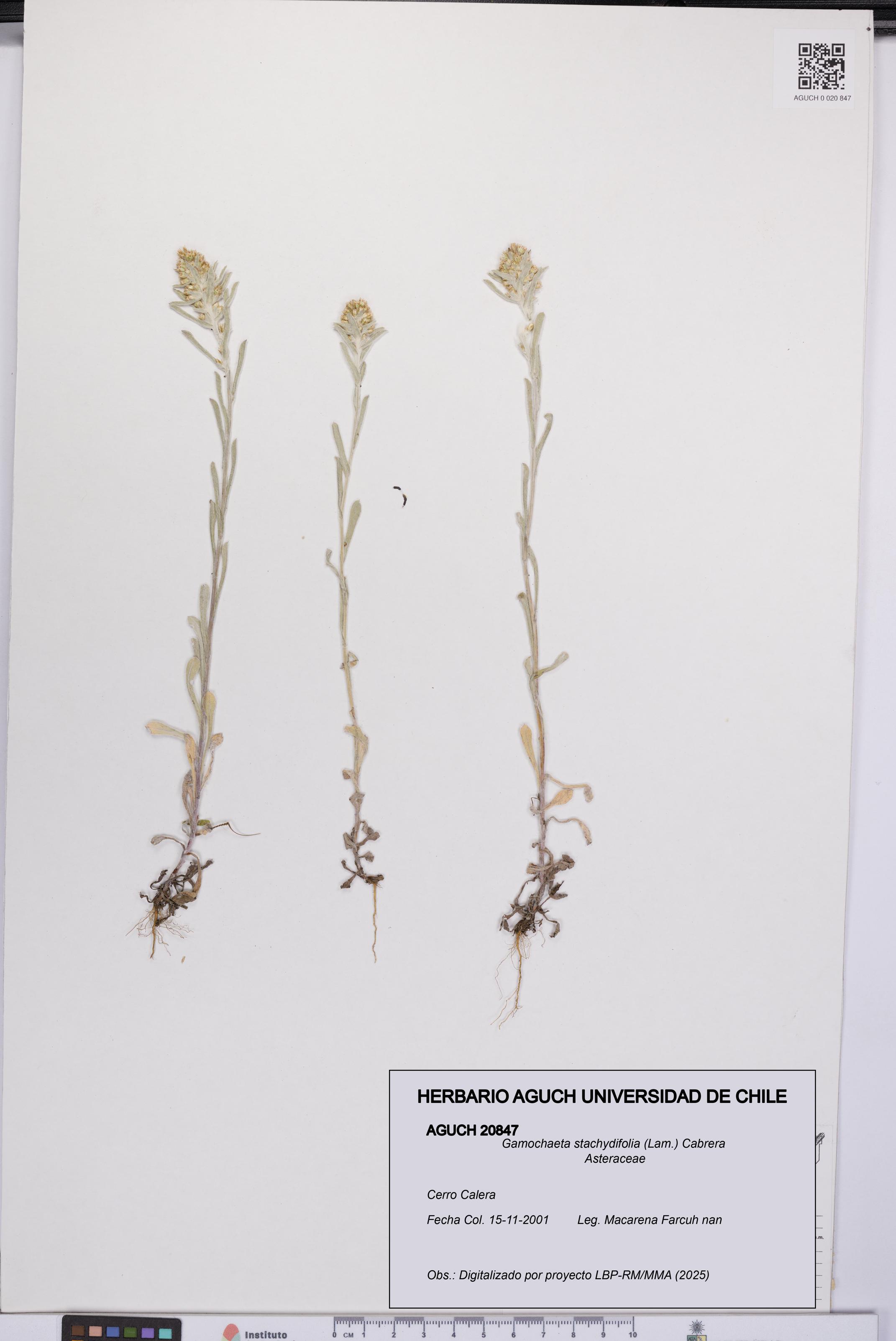 Gamochaeta stachydifolia [Espécimen: UCH:AGUCH:0020847]
