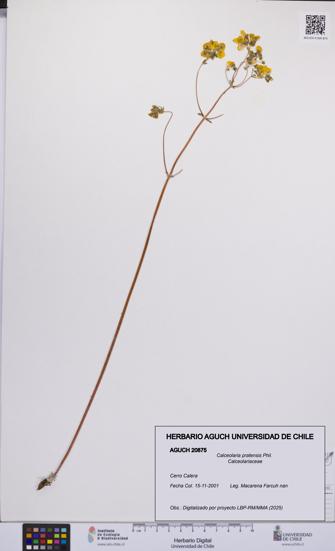 Calceolaria pratensis [Espécimen: UCH:AGUCH:0020875]