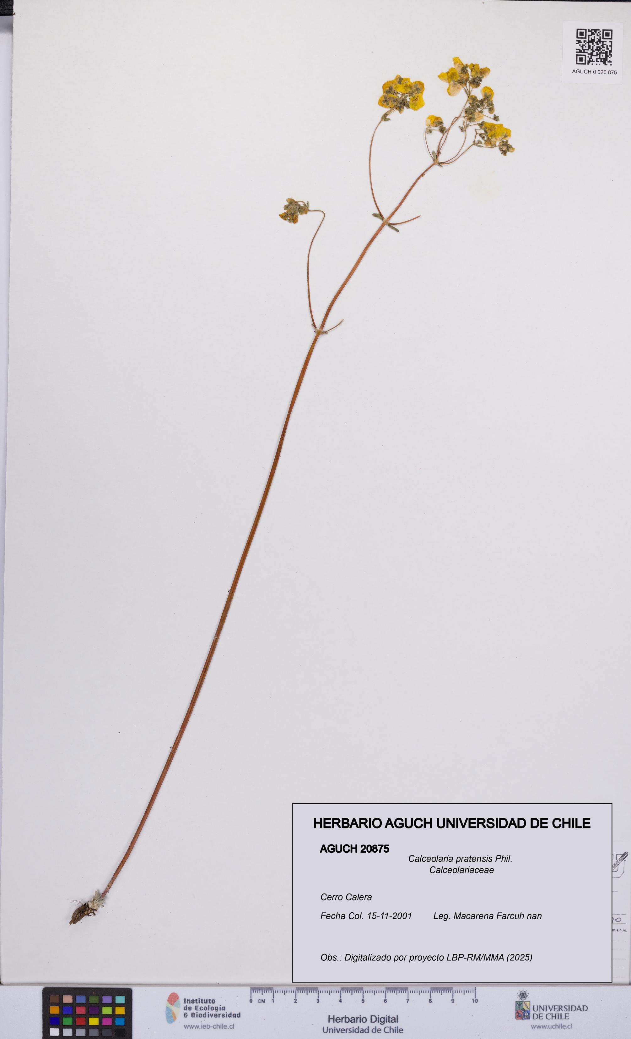 Calceolaria pratensis [Espécimen: UCH:AGUCH:0020875]