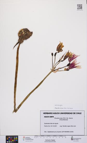 Phycella arzae [Espécimen: UCH:AGUCH:0020879]