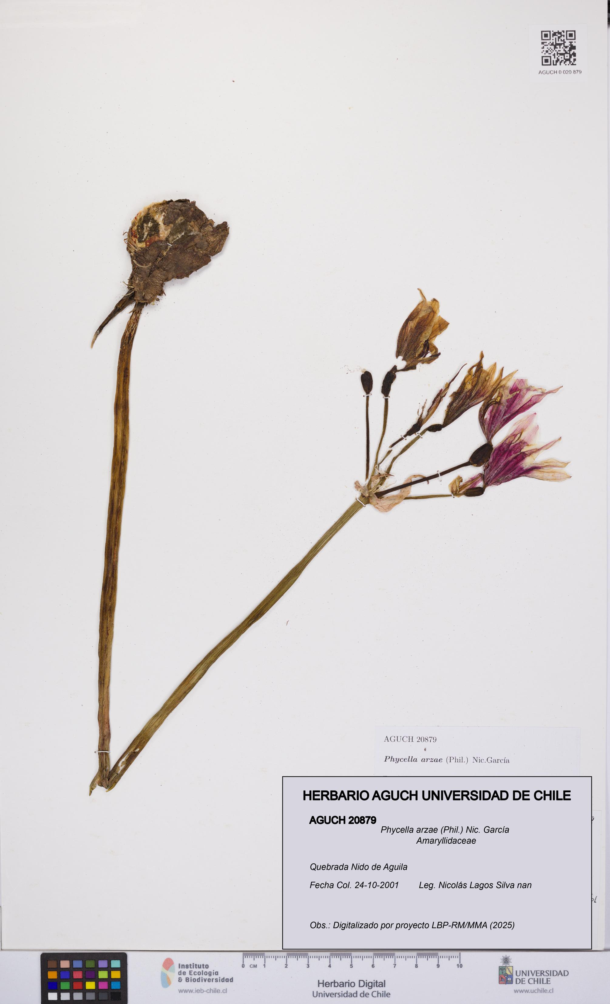 Phycella arzae [Espécimen: UCH:AGUCH:0020879]