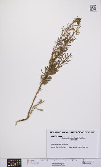 Baccharis linearis [Espécimen: UCH:AGUCH:0020880]