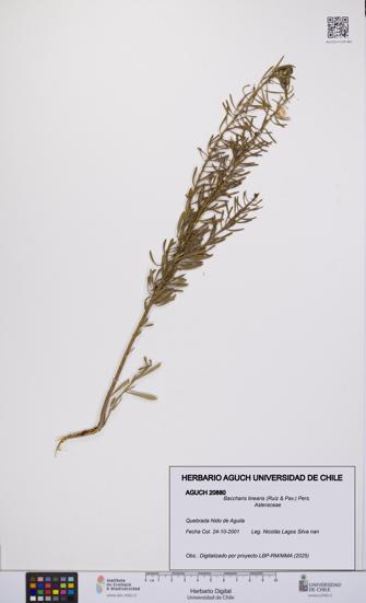 Baccharis linearis [Espécimen: UCH:AGUCH:0020880]