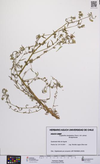 Cryptantha clandestina [Espécimen: UCH:AGUCH:0020887]