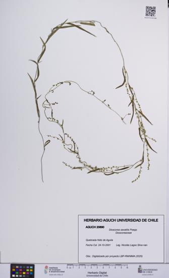 Dioscorea saxatilis [Espécimen: UCH:AGUCH:0020890]