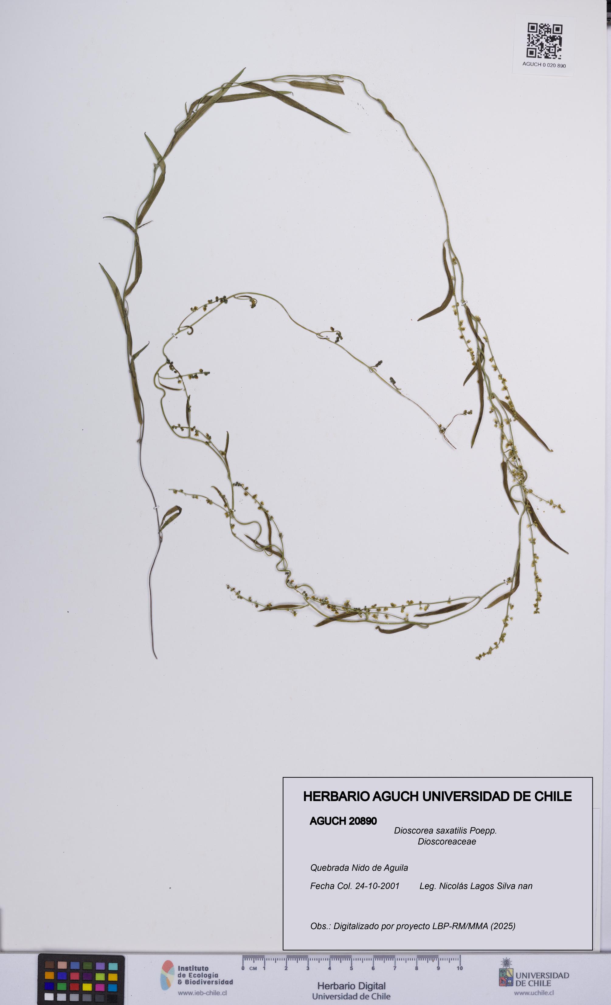 Dioscorea saxatilis [Espécimen: UCH:AGUCH:0020890]