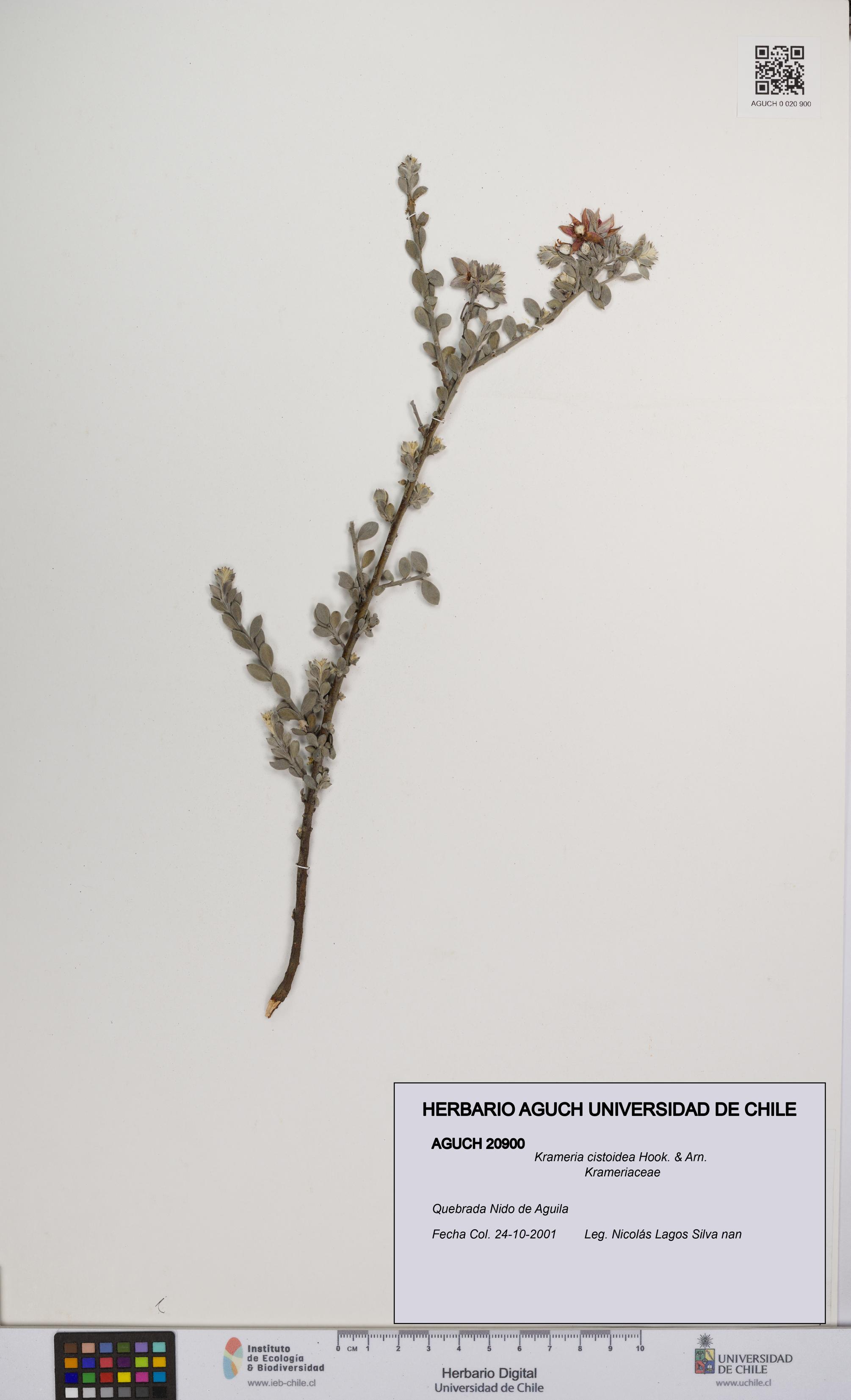 Krameria cistoidea [Espécimen: UCH:AGUCH:0020900]