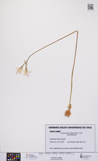 Leucocoryne ixioides [Espécimen: UCH:AGUCH:0020903]