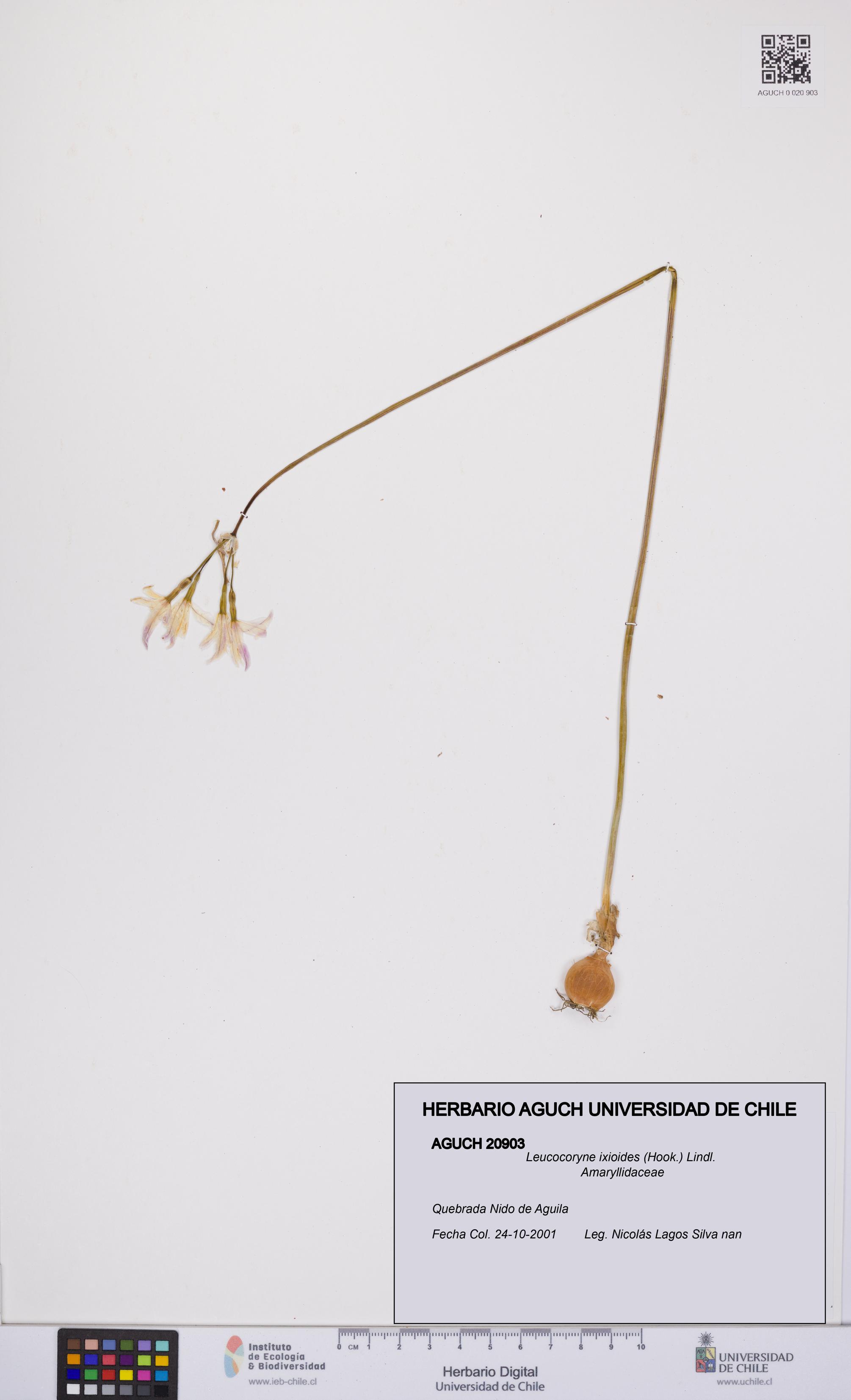 Leucocoryne ixioides [Espécimen: UCH:AGUCH:0020903]