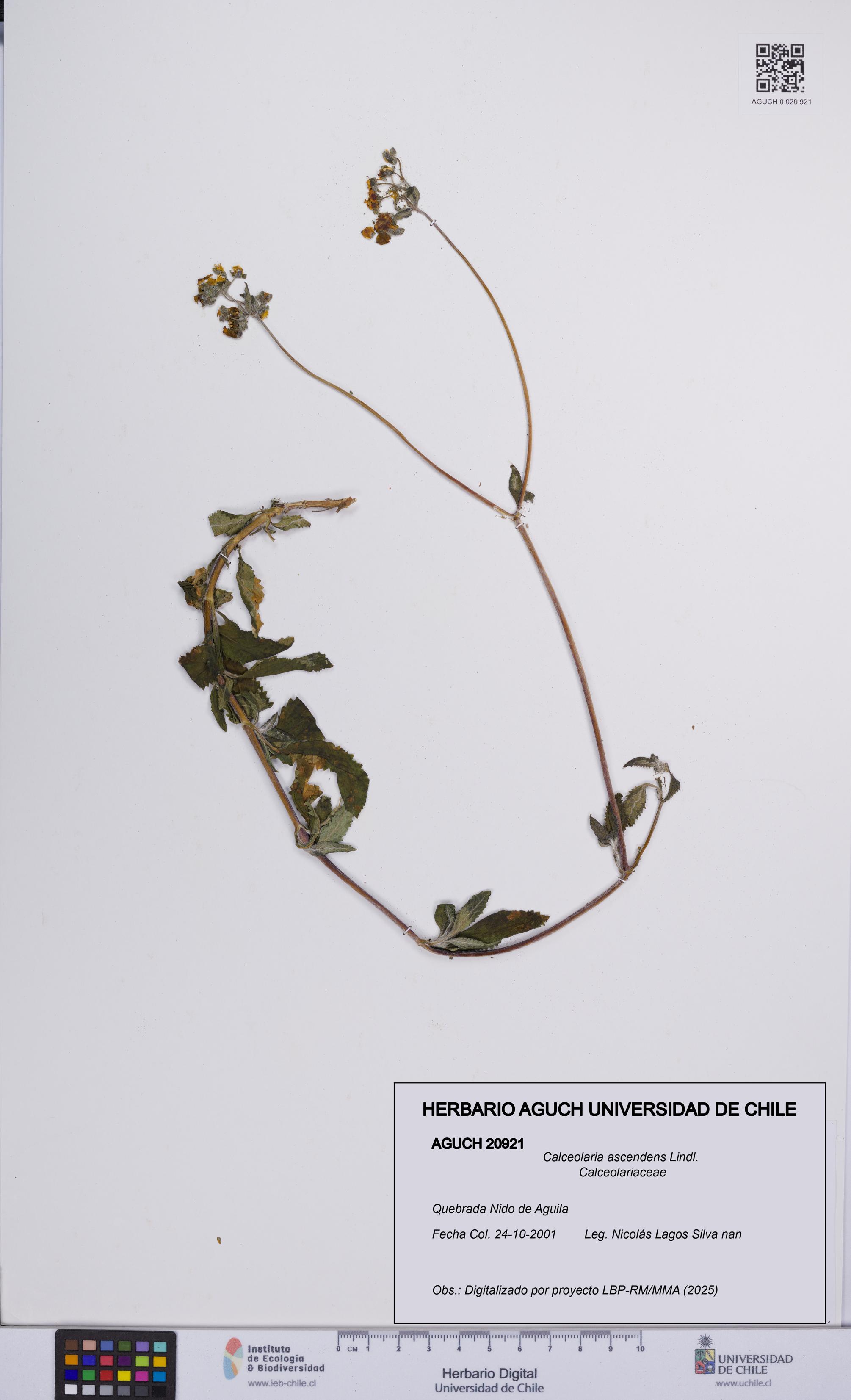 Calceolaria ascendens [Espécimen: UCH:AGUCH:0020921]