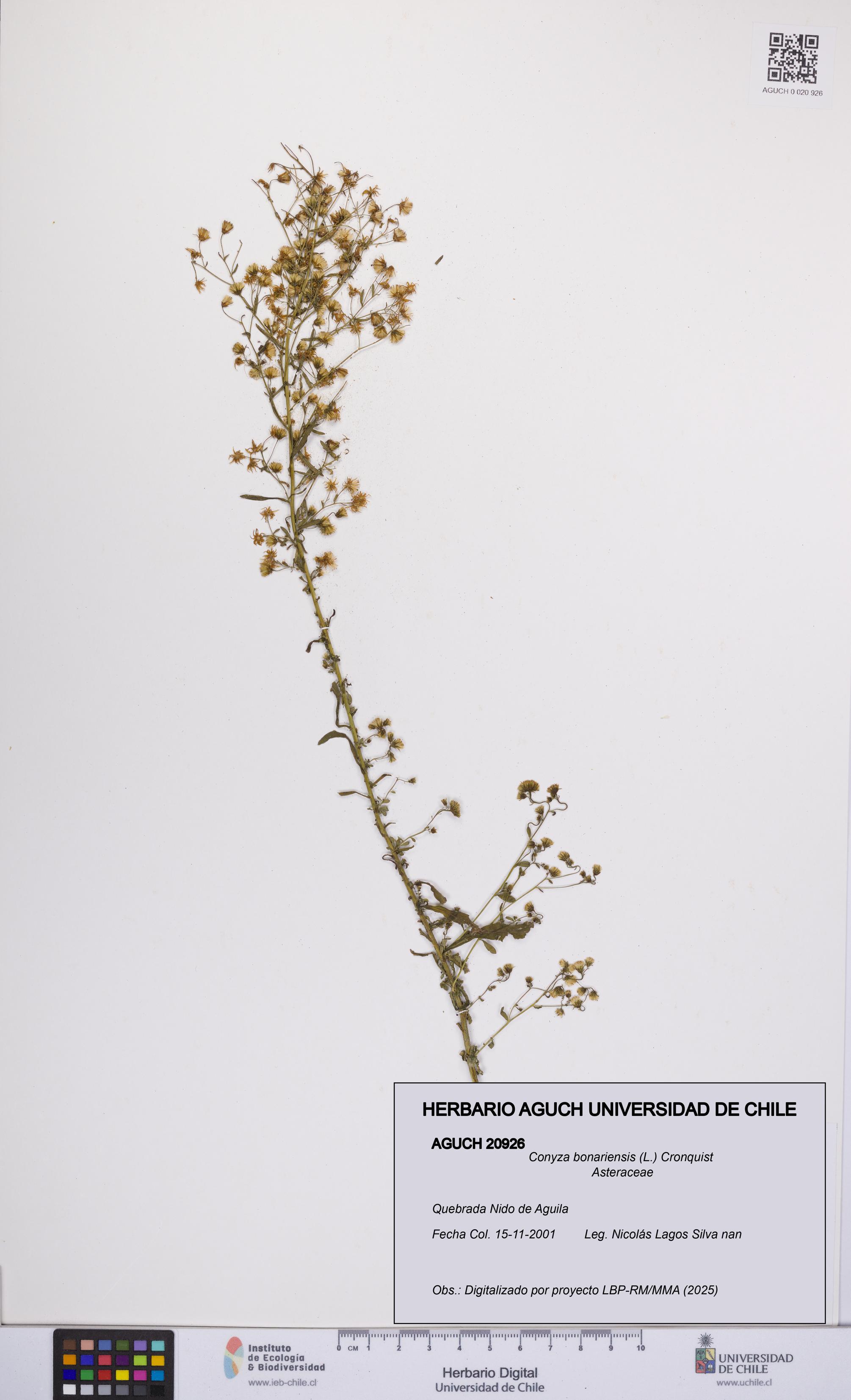Conyza bonariensis [Espécimen: UCH:AGUCH:0020926]