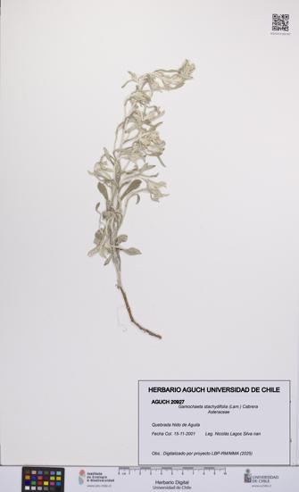 Gamochaeta stachydifolia [Espécimen: UCH:AGUCH:0020927]