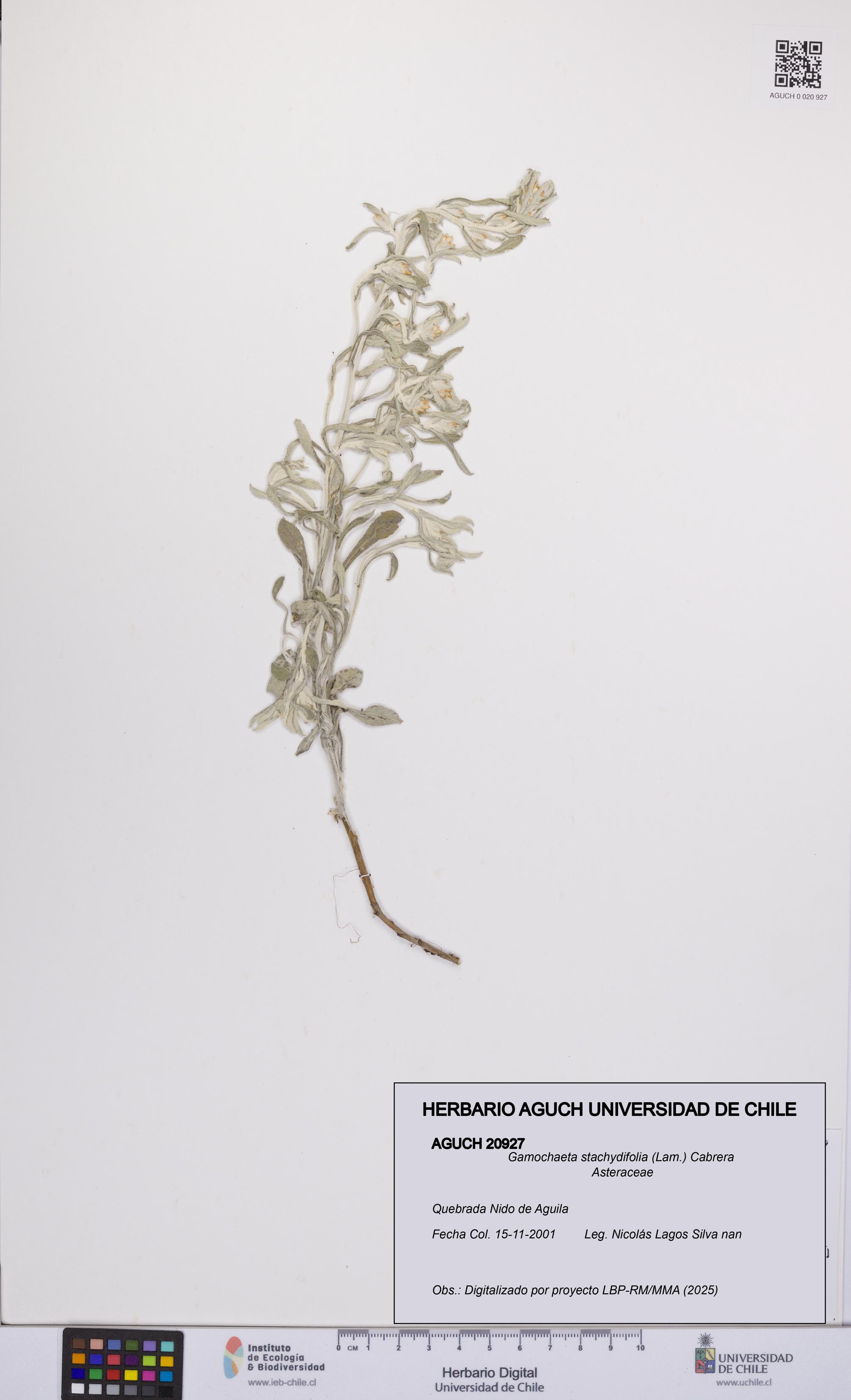 Gamochaeta stachydifolia [Espécimen: UCH:AGUCH:0020927]