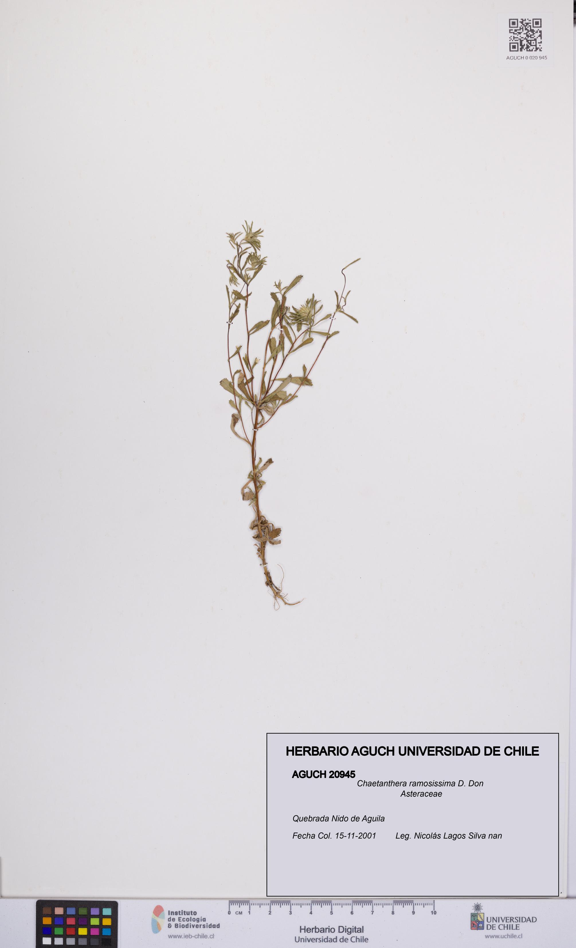 Chaetanthera ramosissima [Espécimen: UCH:AGUCH:0020945]