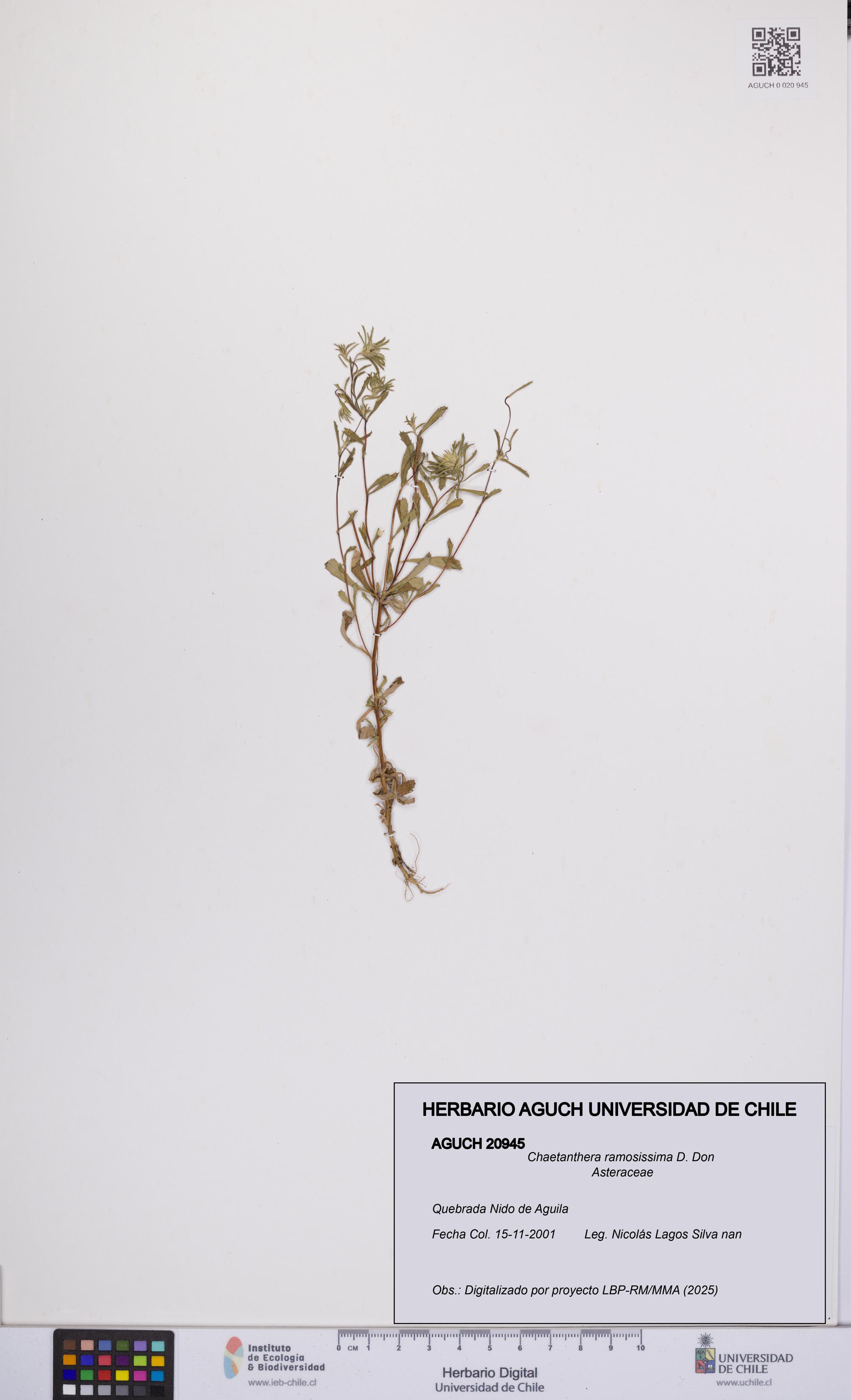 Chaetanthera ramosissima [Espécimen: UCH:AGUCH:0020945]