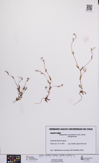 Plagiobothrys myosotoides [Espécimen: UCH:AGUCH:0020947]