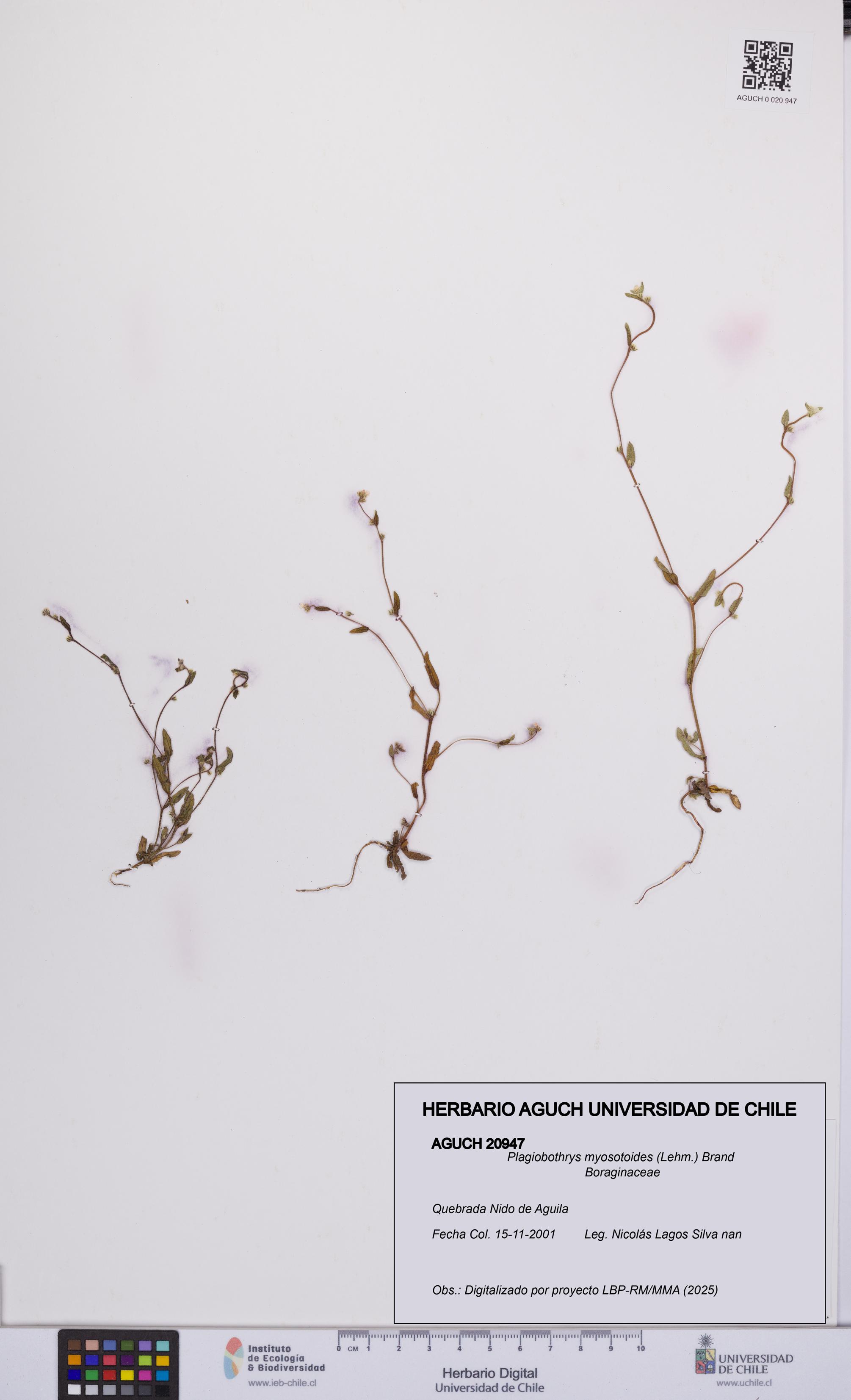 Plagiobothrys myosotoides [Espécimen: UCH:AGUCH:0020947]