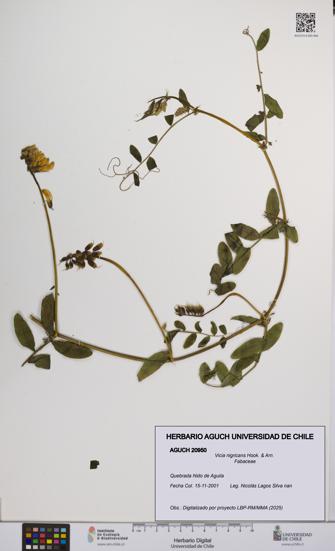 Vicia nigricans [Espécimen: UCH:AGUCH:0020950]