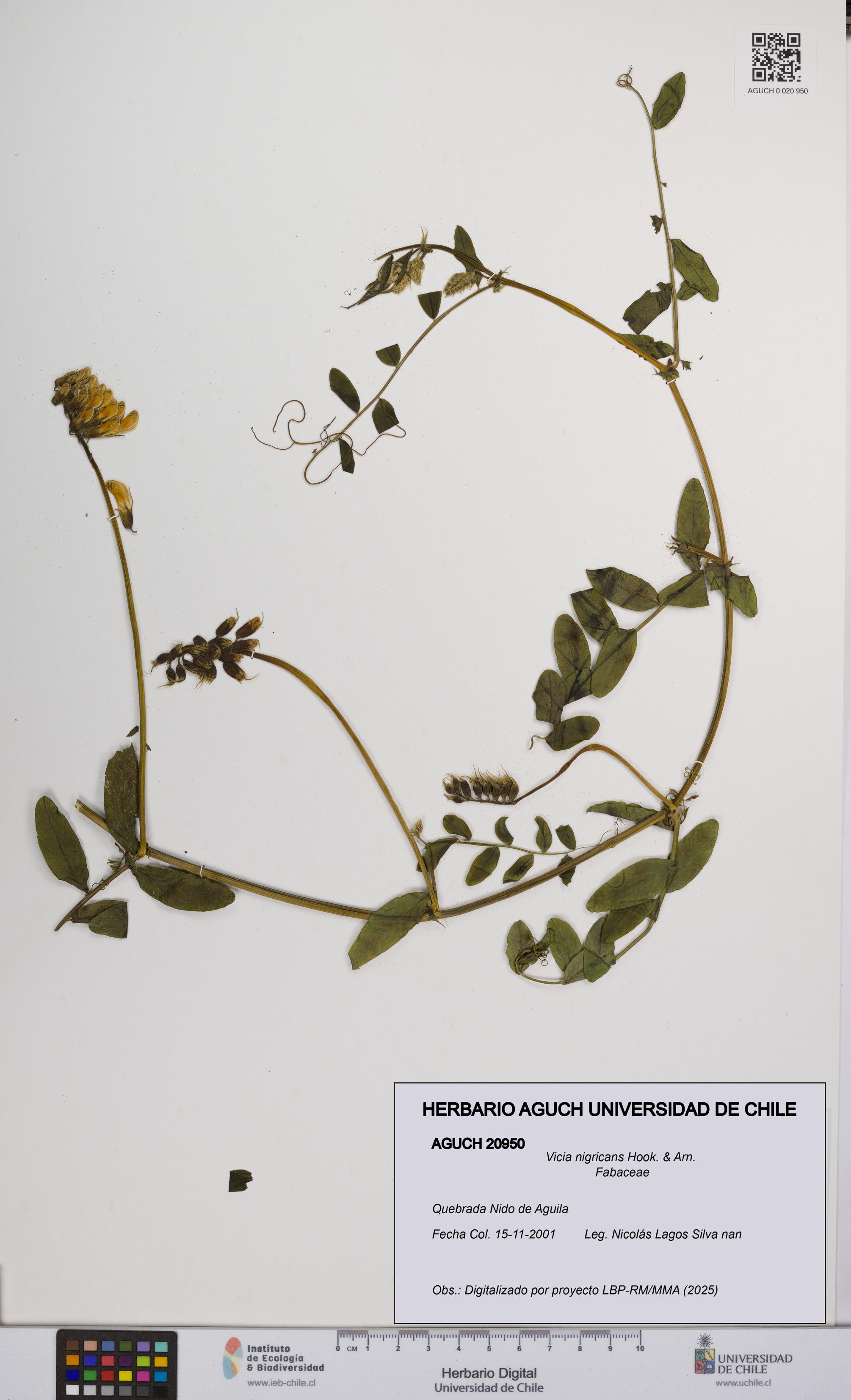 Vicia nigricans [Espécimen: UCH:AGUCH:0020950]