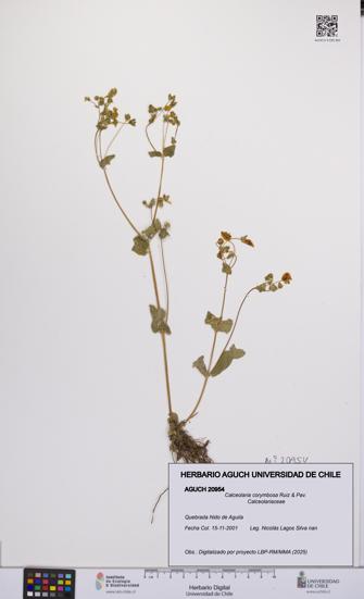 Calceolaria corymbosa [Espécimen: UCH:AGUCH:0020954]