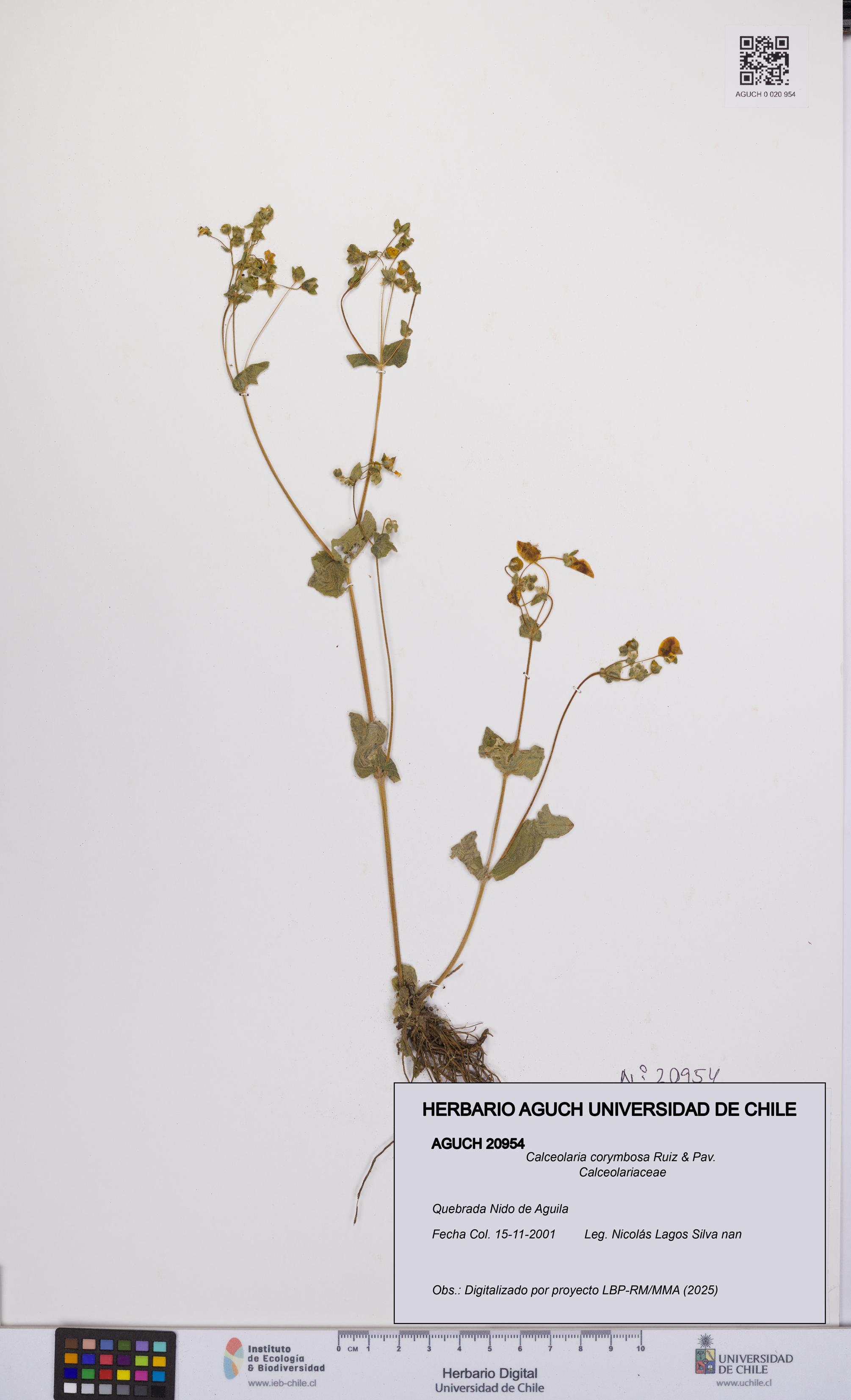 Calceolaria corymbosa [Espécimen: UCH:AGUCH:0020954]