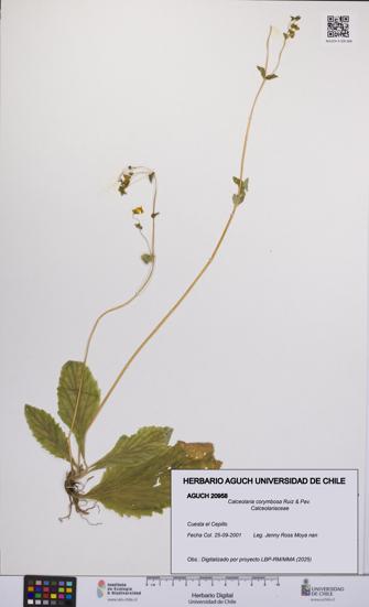 Calceolaria corymbosa [Espécimen: UCH:AGUCH:0020958]
