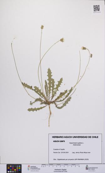Hypochaeris glabra [Espécimen: UCH:AGUCH:0020973]