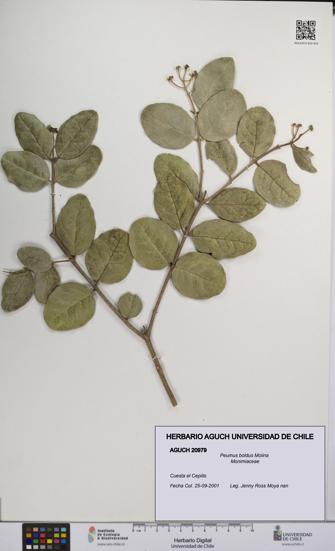 Peumus boldus [Espécimen: UCH:AGUCH:0020979]
