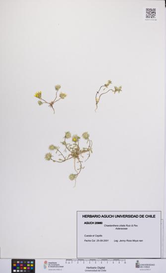 Chaetanthera ciliata [Espécimen: UCH:AGUCH:0020980]