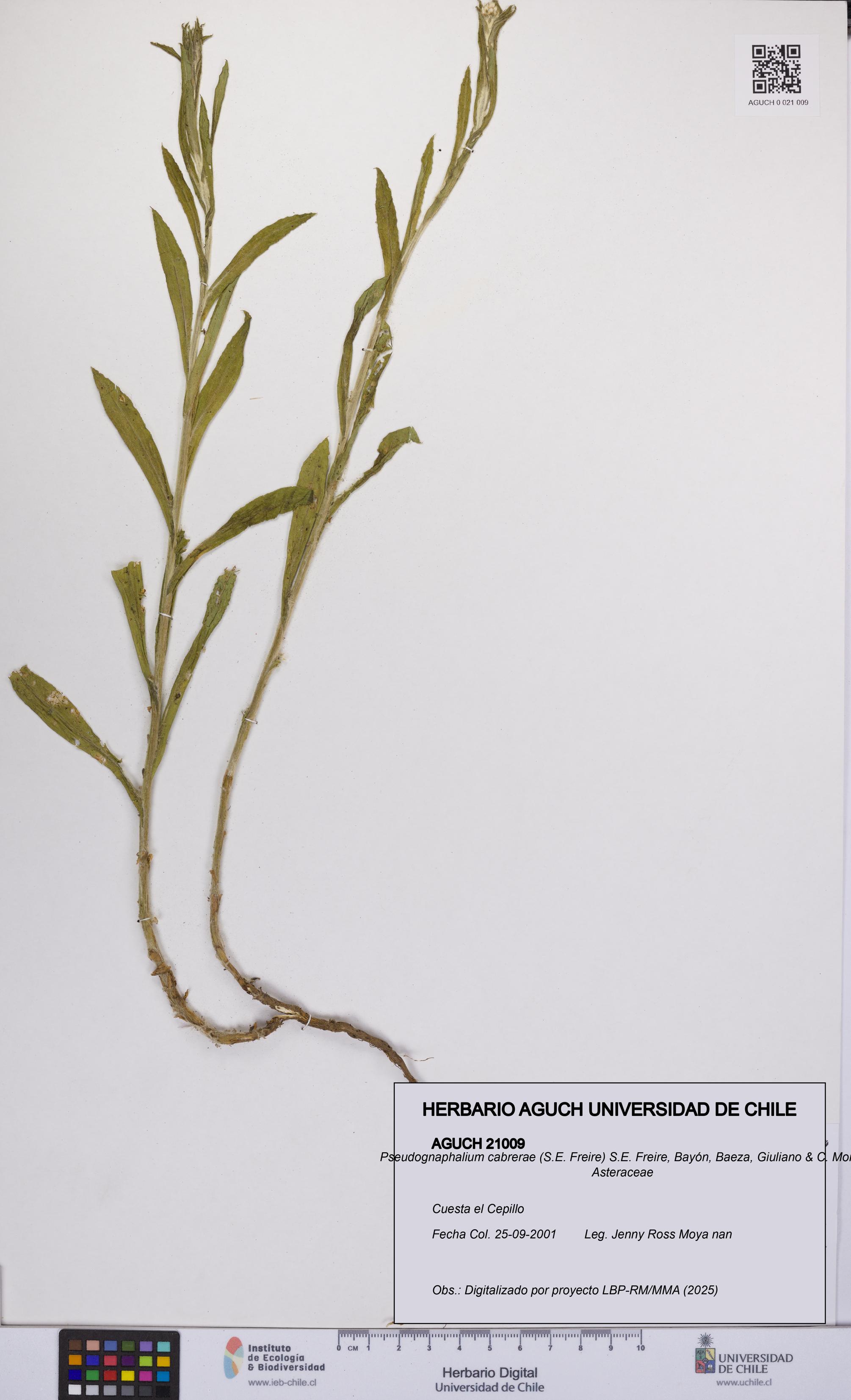 Pseudognaphalium cabrerae [Espécimen: UCH:AGUCH:0021009]