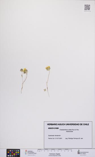 Chaetanthera ciliata [Espécimen: UCH:AGUCH:0021020]