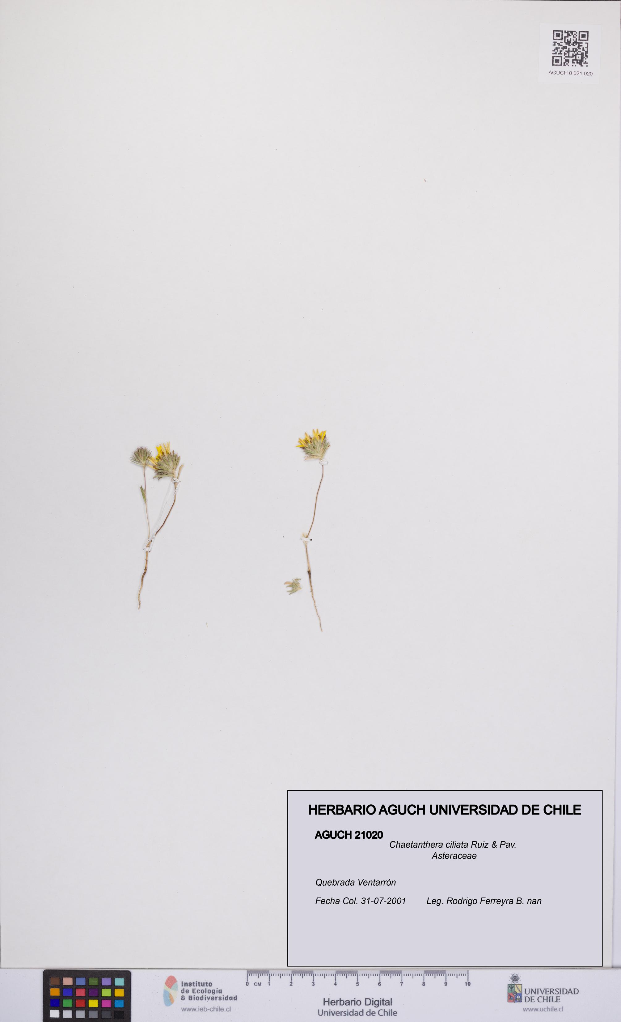 Chaetanthera ciliata [Espécimen: UCH:AGUCH:0021020]