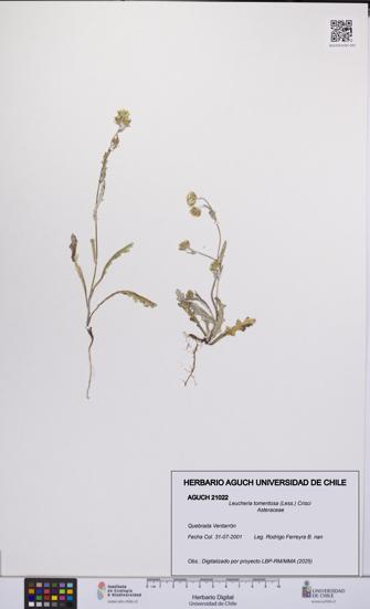 Leucheria tomentosa [Espécimen: UCH:AGUCH:0021022]