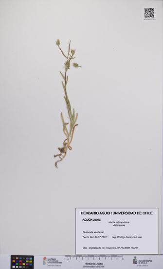 Madia sativa [Espécimen: UCH:AGUCH:0021023]