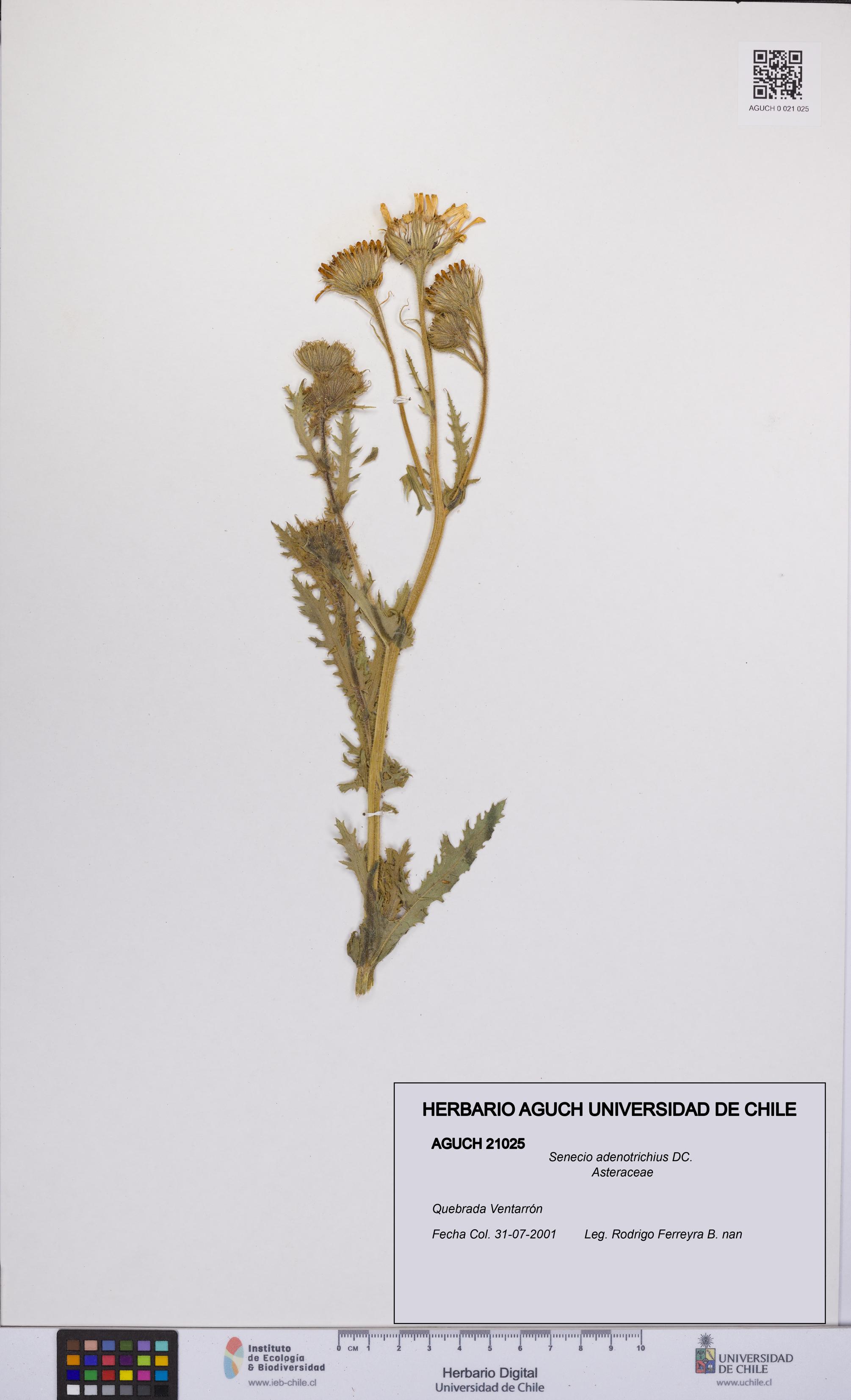 Senecio adenotrichius [Espécimen: UCH:AGUCH:0021025]