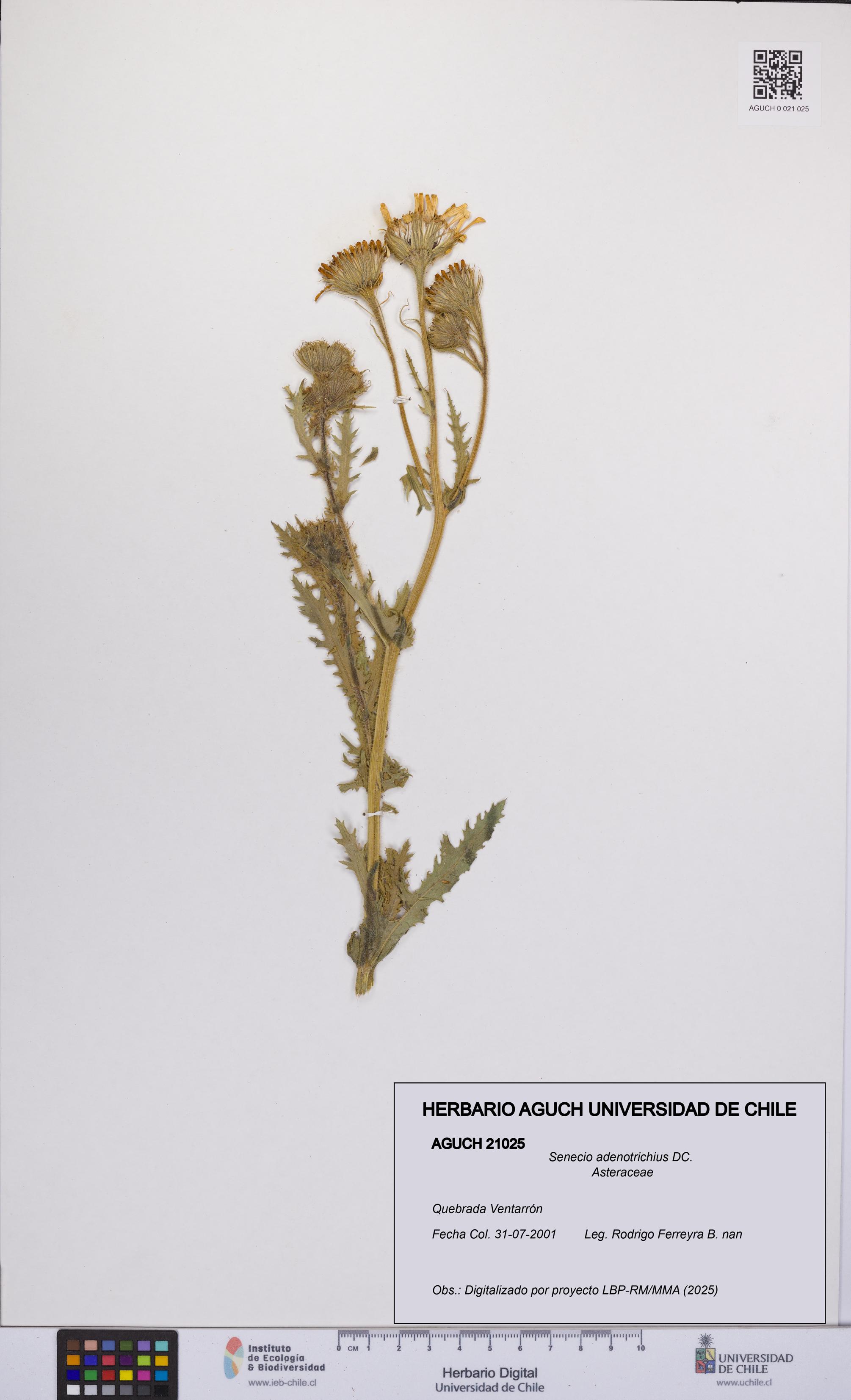 Senecio adenotrichius [Espécimen: UCH:AGUCH:0021025]