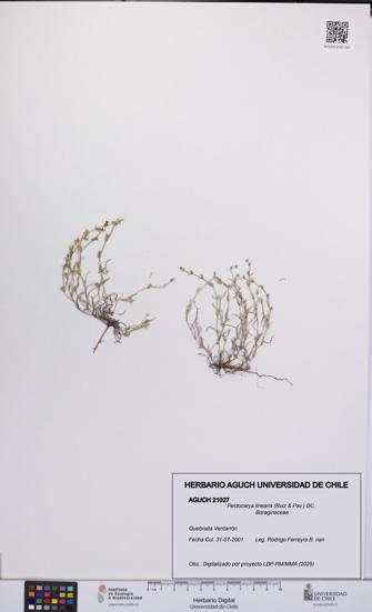 Pectocarya linearis [Espécimen: UCH:AGUCH:0021027]