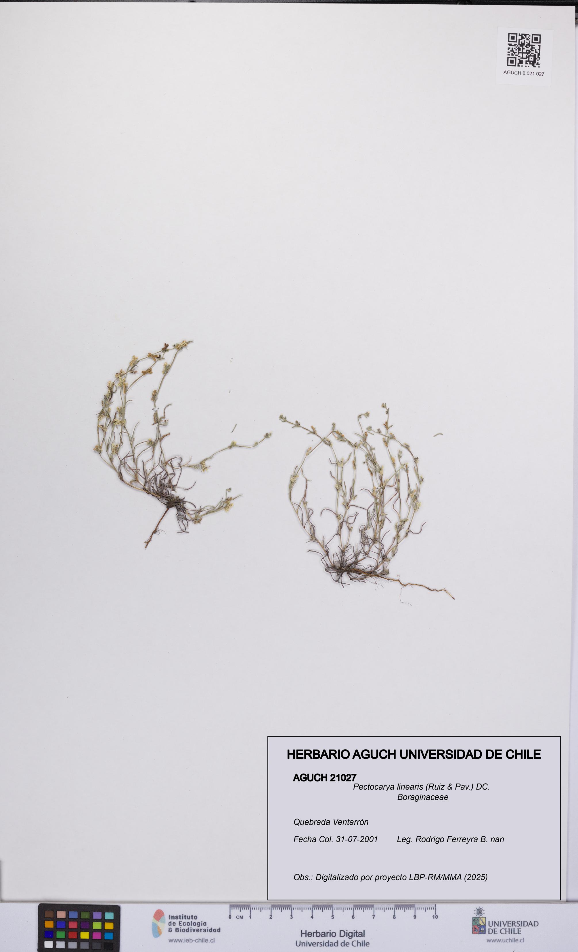 Pectocarya linearis [Espécimen: UCH:AGUCH:0021027]