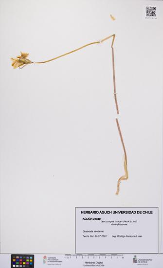 Leucocoryne ixioides [Espécimen: UCH:AGUCH:0021049]