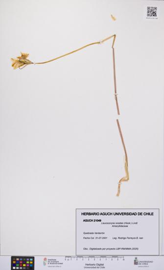 Leucocoryne ixioides [Espécimen: UCH:AGUCH:0021049]